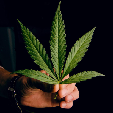乌鲁木齐、新疆飞行员燃料老机长(大麻出售)weed420机长火麻带飞